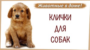 Собачьи клички