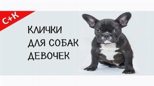 Модные клички для собак