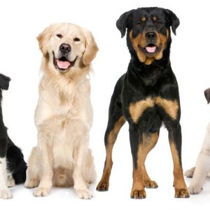 Как назвать собачку