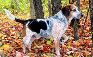 Список лучших кличек для собак мальчиков