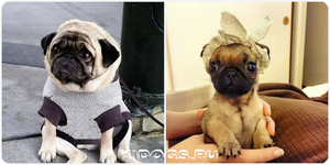 Как назвать мальчиков щенков