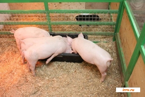 Поросята у кормушки