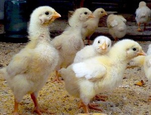 Растущие цыплята-бройлеры породы РОСС-308