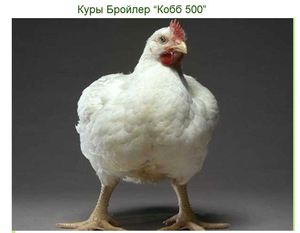 Курица-бройлер фото