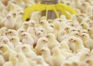 Цыплята-бройлеры у заводчиков