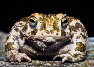 Жабы предпочитают активничать в темное время суток