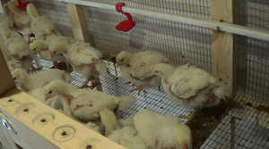 Как разводить цыплят-бройлеров в клетках