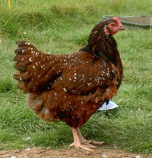 Порода кур сусссекс