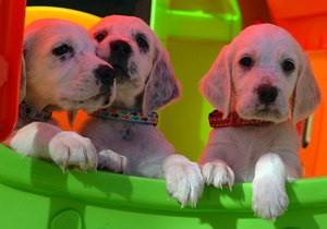 Маленькие щенки сеттера