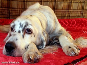 Содержание английского сеттера