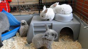 Разведение кроликов дома