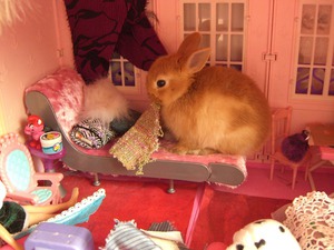 Что ест кролик