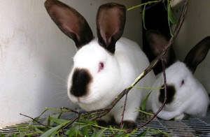 Кролики из питомника