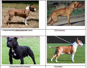Амстафф и питбуль - как они отличаются