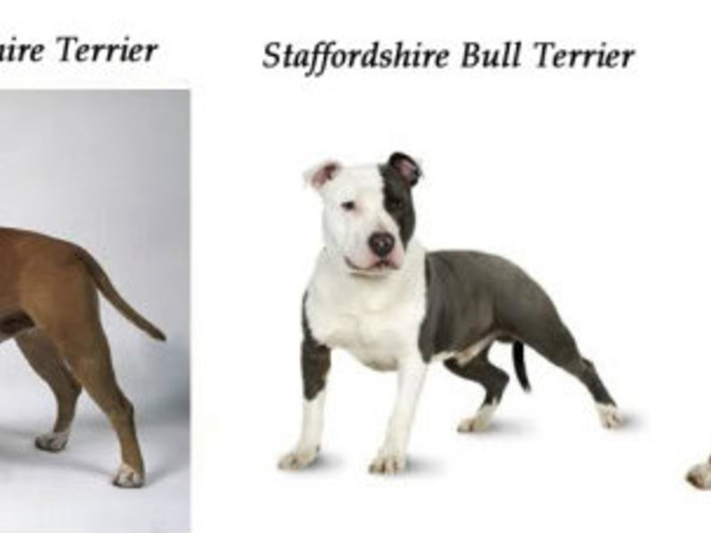 Отличие стаффорда от питбуля 