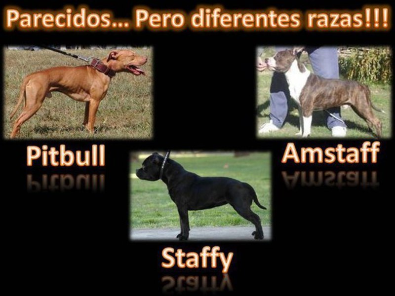 Амстафф и питбуль