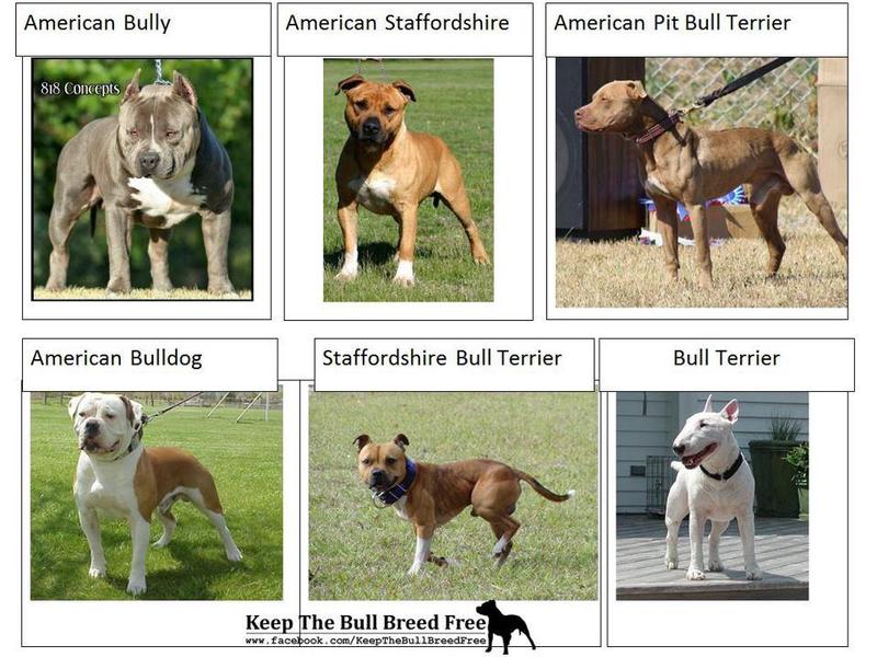  Как  отличаются Амстафф и питбуль