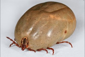 Энцефалит без лечения смертелен для собаки