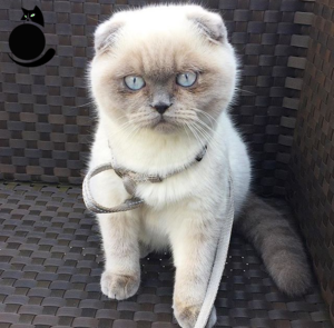 Внешность Шотландской вислоухой кошки