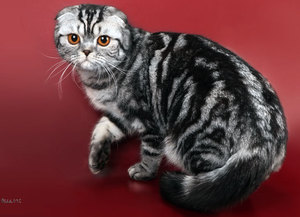 Кормление шотландских вислоухих кошек