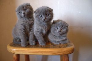 Выбор котенка Шотландской вислоухой кошки