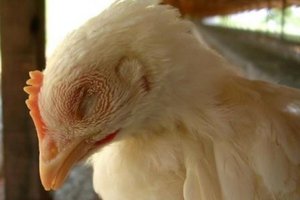 Чем лечить бройлеров при чихании и хрипах: эффективные методы