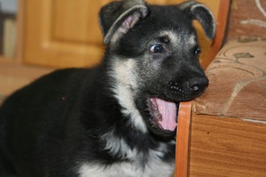 Возраст собаки