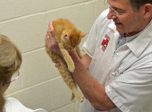 Привики для кошек и собак