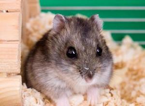 Джунгарский хомяк в кормушке 