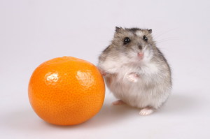 Хомячок и апельсин