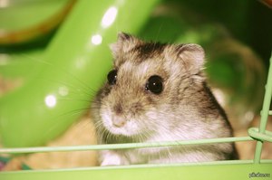Как определить пол джунгарского хомяка: простой и точный способ