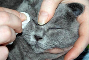 Конъюнктивит: лечение