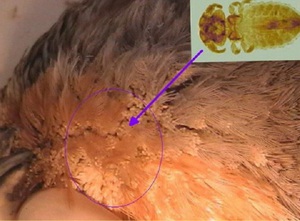 Болезни кур