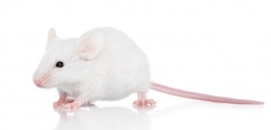 Описание белой мыши