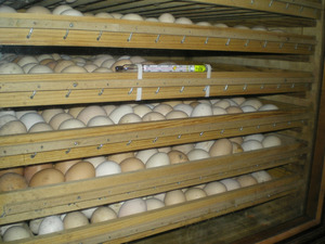 Сроки годности яиц