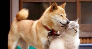 Собака и кошка - лучшие друзья