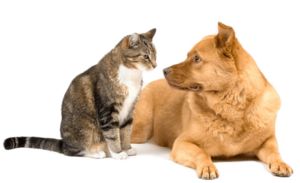 Часто говорят, как кошка с собакой, хотя враждуют эти животные не всегда