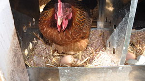 Как курица высиживает яйца