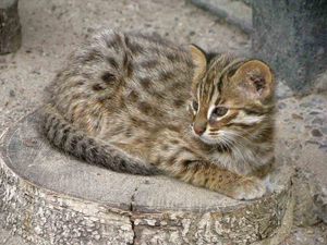 Амурский лесной котик  в домашних условиях