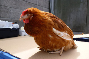 Лечение взрослых особей от хрипов и кашля