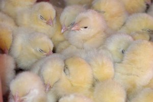 Инфекционный бронхит у кур 