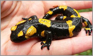 Рацион огненной саламандры