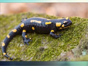 Интересные факты об огненной саламандре