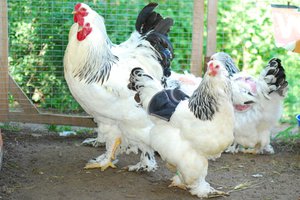 Куры брама: описание