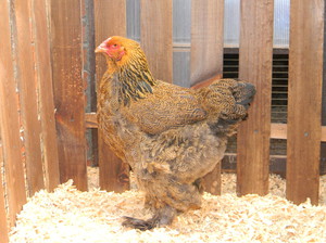 Куры брама: особенности 