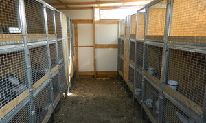 Где держать кроликов