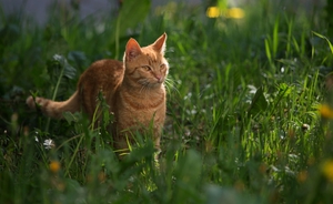 Образ жизни европейской дикой кошки