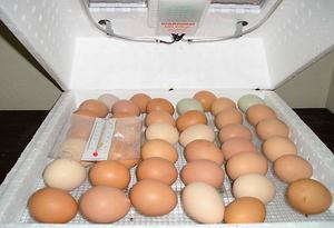 Дезинфекция племенного материала