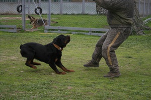 Как правильно дрессировать собаку  в домашних условиях