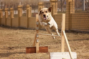 Как правильно воспитывать щенка  в домашних условиях